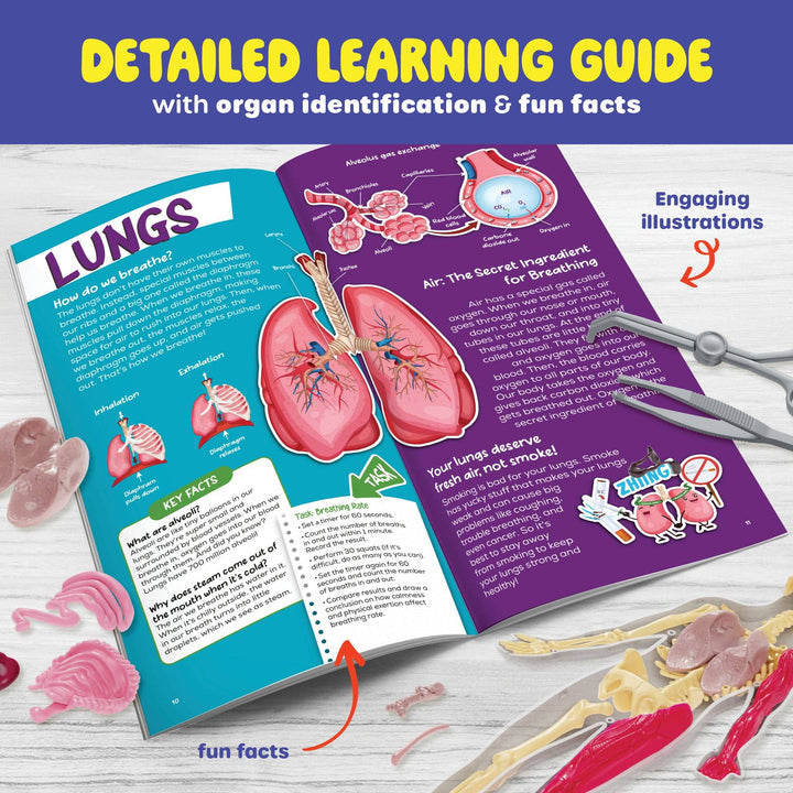 Dan&Darci Squish & Learn Human Anatomy Model