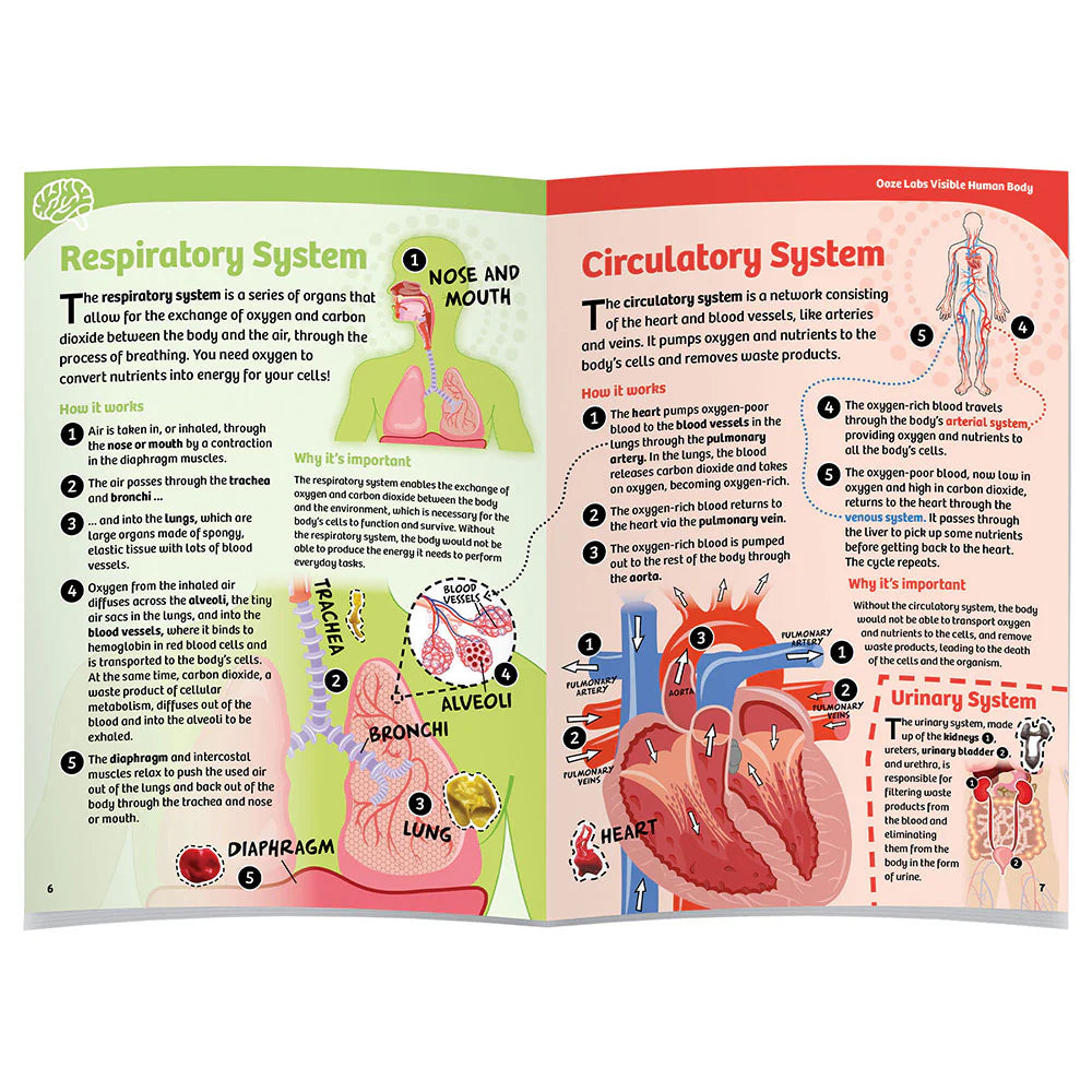 Ooze Labs Visible Human Body with Squishable Organs