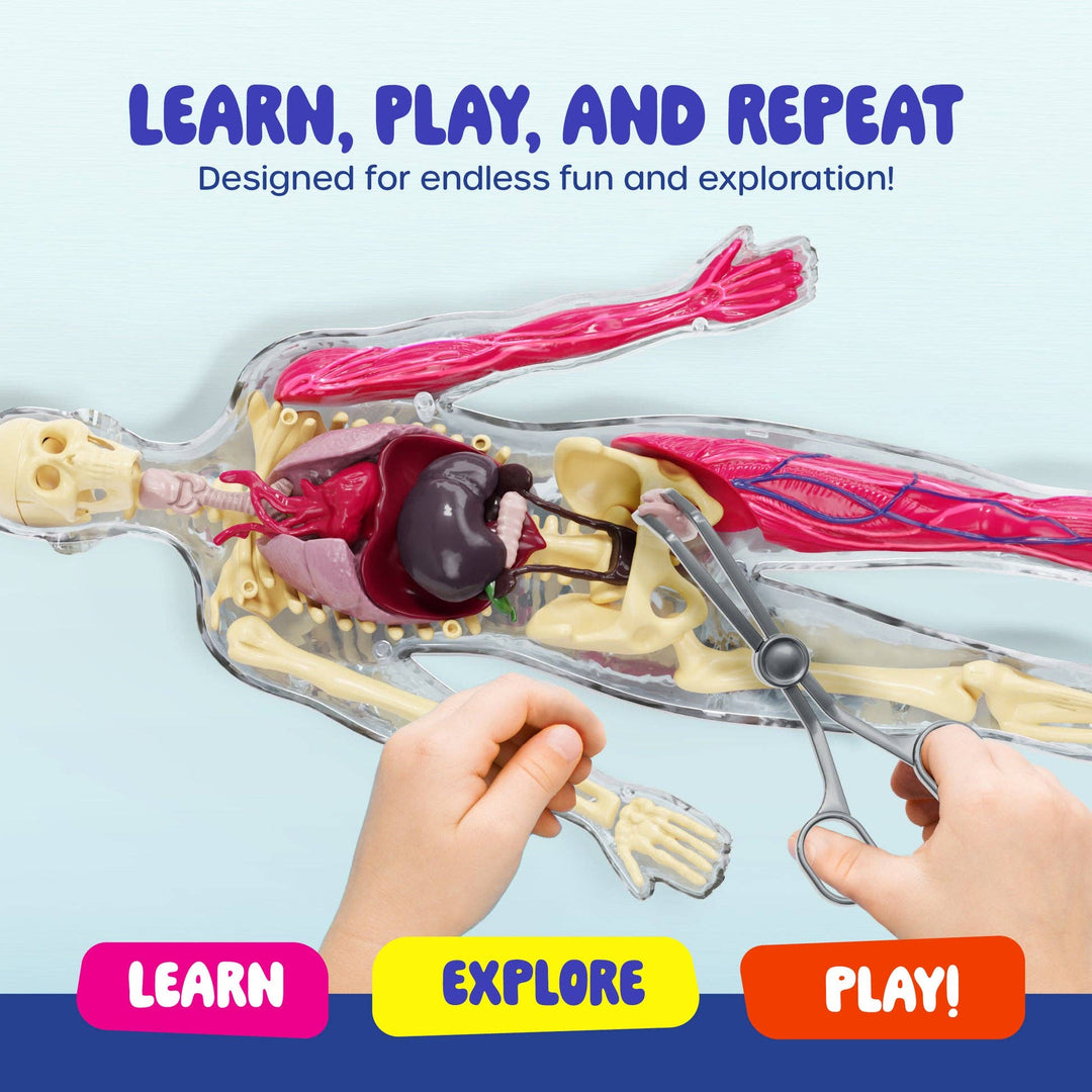 Dan&Darci Squish & Learn Human Anatomy Model