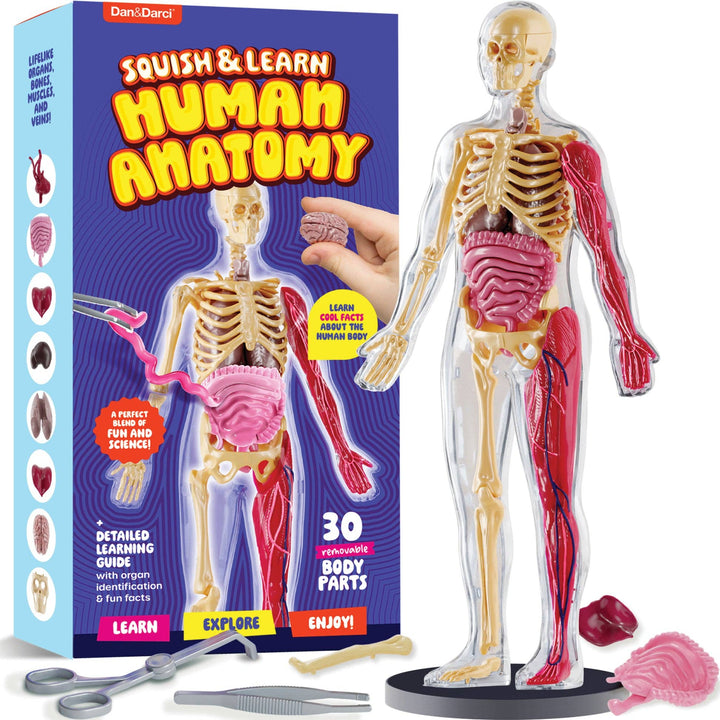 Dan&Darci Squish & Learn Human Anatomy Model