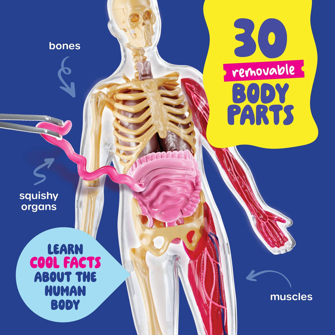 Dan&Darci Squish & Learn Human Anatomy Model