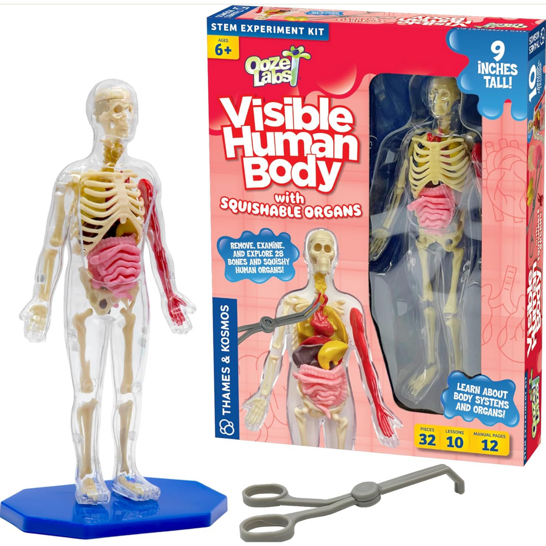 Visible Human Body