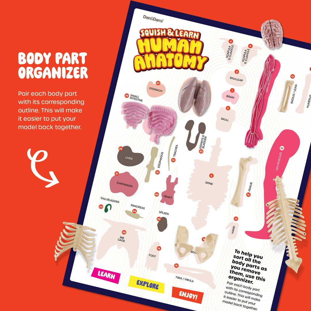Dan&Darci Squish & Learn Human Anatomy Model