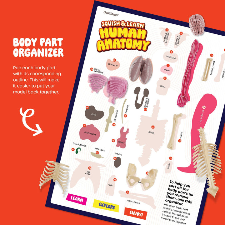 Dan&Darci Squish & Learn Human Anatomy Model