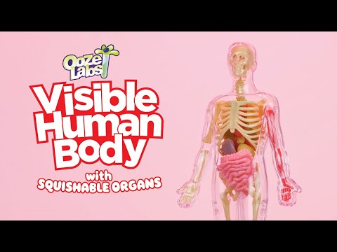 Ooze Labs Visible Human Body with Squishable Organs